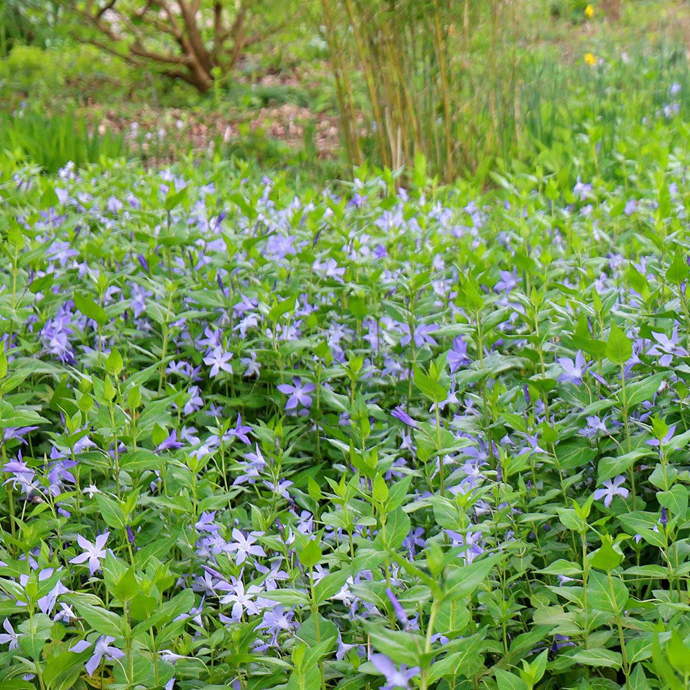 10 Rooted Vinca Major Cuttings 5–10" – Live Periwinkle Plant Starts, Evergreen Ground Cover, Fast-Growing Landscaping Plants