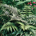 3 Japanese Painted Ferns (Athyrium niponicum) – 2” Bare Root Plants – Hardy Shade Fern, Low Maintenance, Colorful Foliage Perennial