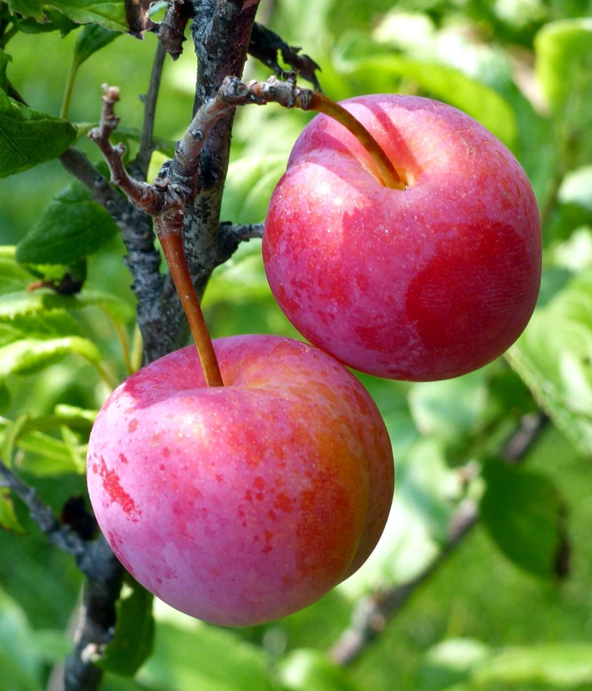 6 Organic Plum Tree Cuttings | Unrooted Prunus domestica or salicina | Sweet Fruit Tree Starts, Grafting Wood, Easy to Propagate