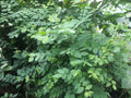 8 Katuk Cuttings (Unrooted) – Sweet Leaf Plant (Sauropus androgynus) | Nutty Flavor Leaves | Tropical Edible Green