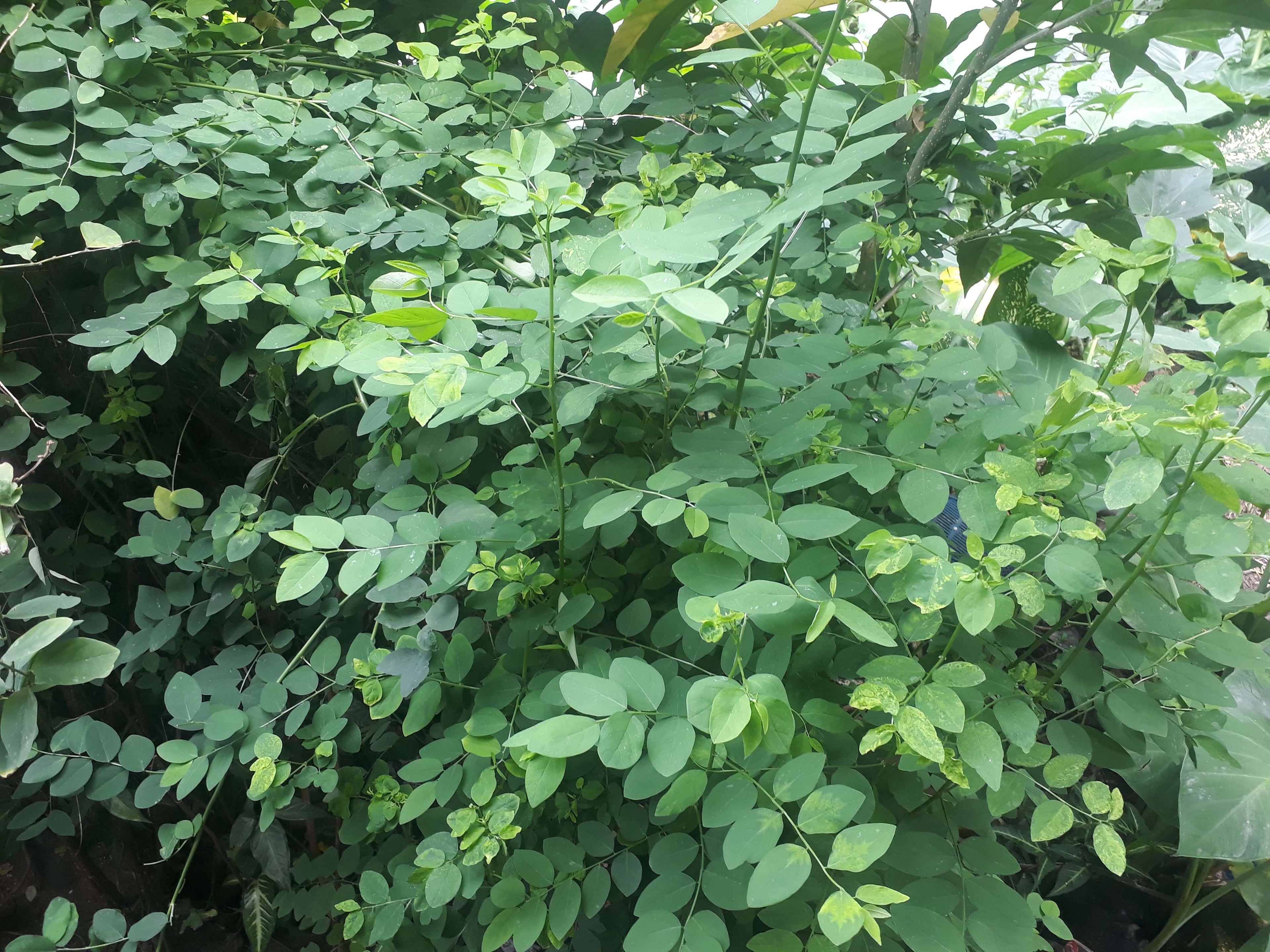 8 Katuk Cuttings (Unrooted) – Sweet Leaf Plant (Sauropus androgynus) | Nutty Flavor Leaves | Tropical Edible Green