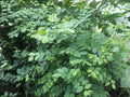 Katuk (Sauropus androgynus) – 7 Fresh Unrooted Cuttings | Star Gooseberry Leafy Vegetable Plant | Easy to Grow Edible Shrub