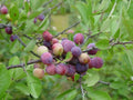 Beach Plum Tree 1 ft Tall | Prunus maritima Live Plant | Deer Resistant | Native Fruit Tree | Drought & Salt Tolerant Shrub