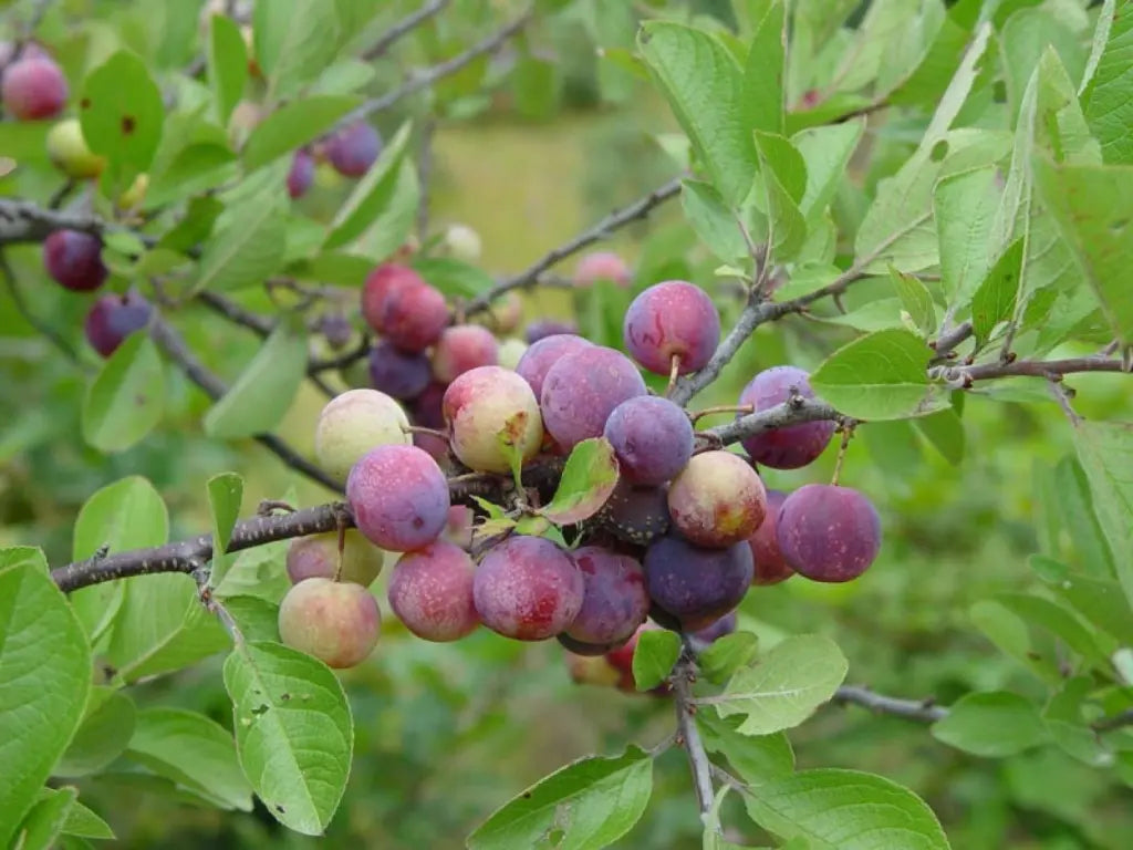 Beach Plum Tree 1 ft Tall | Prunus maritima Live Plant | Deer Resistant | Native Fruit Tree | Drought & Salt Tolerant Shrub