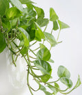 Global Green Pothos Rooted Starter Plant | Epipremnum Aureum Variegated | Live Indoor Vine in 2" Pot | Easy Care Houseplant