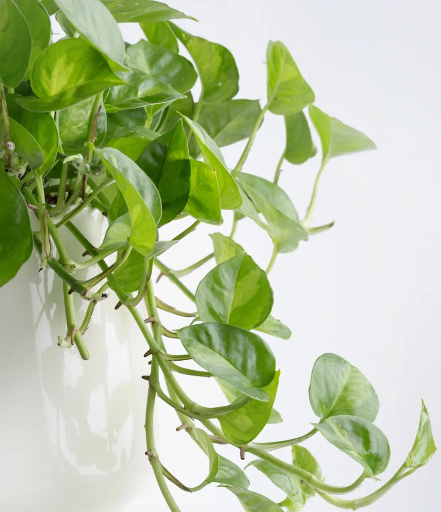 Global Green Pothos Rooted Starter Plant | Epipremnum Aureum Variegated | Live Indoor Vine in 2" Pot | Easy Care Houseplant
