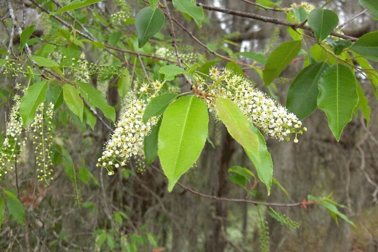 2 Cherry Laurel Trees (Prunus laurocerasus) – Live Bare Root Seedlings 1–2 ft | Evergreen Hedge Shrub | Fast Growing Privacy Plant