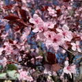 Prunus cerasifera Cuttings, 3 Unrooted 6" Stems, Deciduous Fruit Tree, Purple Leaves, USDA Zones 4-9