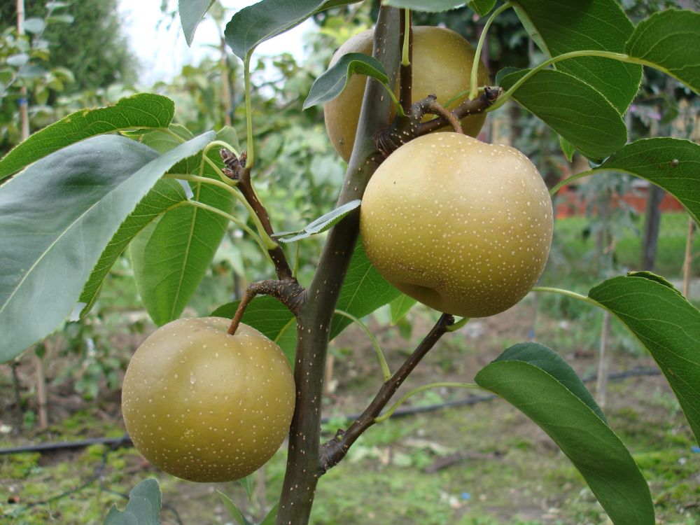 Super Rare Japanese Pear Cutting (Pyrus pyrifolia Nashi) – 1 Fresh Unrooted Cutting for Rooting, Propagation, or Grafting