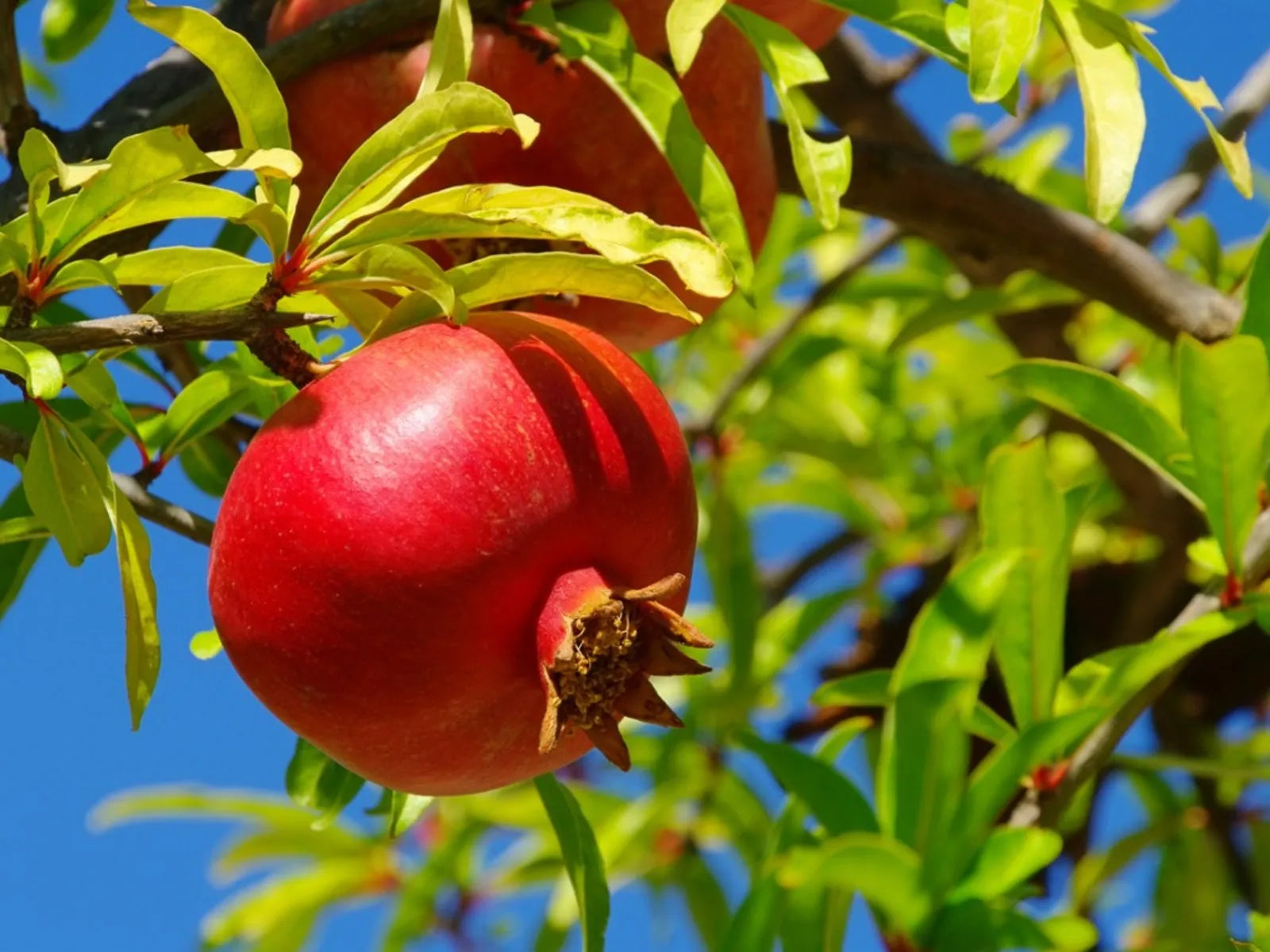 8 Organic Pomegranate Cuttings – Unrooted 9” Stems for Propagation – Punica granatum – Fruit Tree Starts – Heirloom Variety