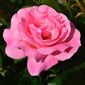 Super Rare ‘Queen Elizabeth’ Rose Cuttings (Rosa ‘Queen Elizabeth’) – 3 Unrooted Cuttings for Rooting, Propagation, or Grafting