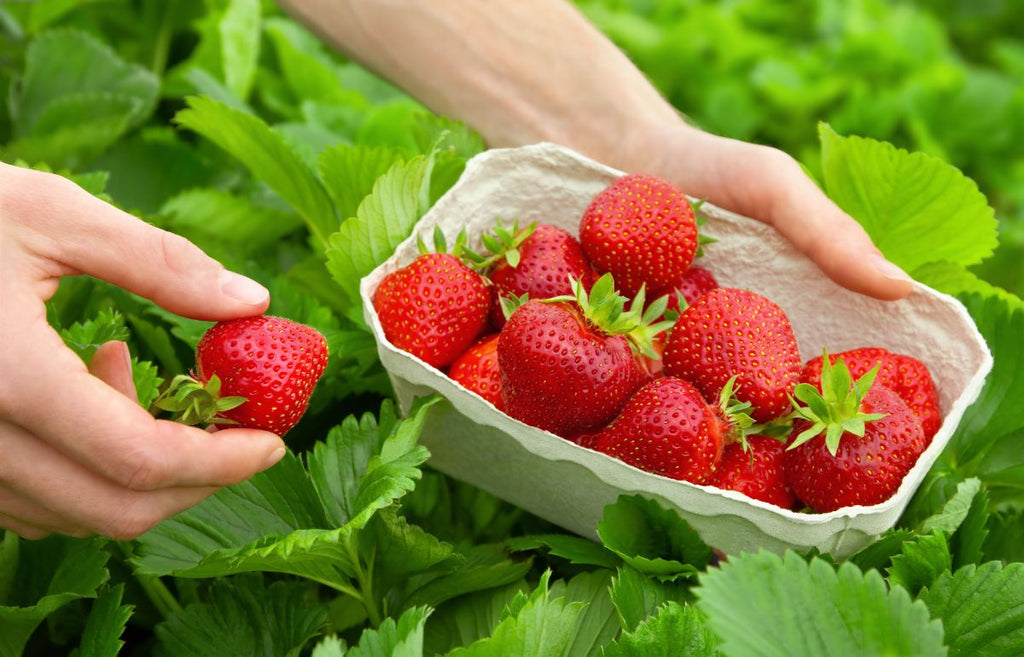 Quinault Everbearing Strawberry Plants (25 Bare Root) – Large Sweet Berries – Cold Hardy, Disease Resistant – Long Harvest Season