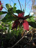 10 Red Trillium Bulbs (Trillium erectum) – Live Bare Root Native Perennial | Woodland Wildflower | Shade Garden | Spring Blooms
