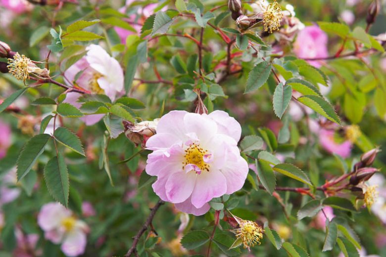 Rosa palustris Seeds – Swamp Rose Wildflower, 30 Non-GMO Perennial Seeds, Native Pollinator Garden & Wetland Plant