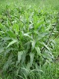 Rumex altissimus Seeds – Pale Dock | Native Tall Dock Plant | Prairie & Wet Meadow Wildflower | 100 Seeds