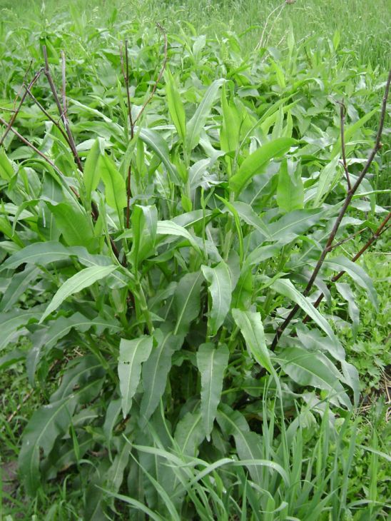 Rumex altissimus Seeds – Pale Dock | Native Tall Dock Plant | Prairie & Wet Meadow Wildflower | 100 Seeds