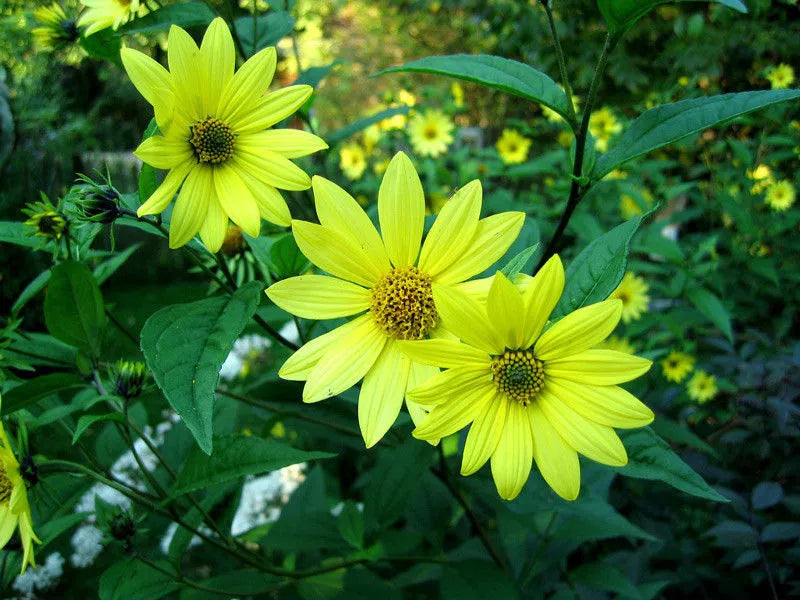 LEMON QUEEN SUNFLOWER Seeds - 80 Yellow Bloom Seeds - Helianthus annuus - Grow Sunflowers in Your Garden - USA Grown