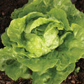 Tom Thumb Lettuce Seeds 600+ Non-GMO Vegetable Seeds Lactuca Sativa USA
