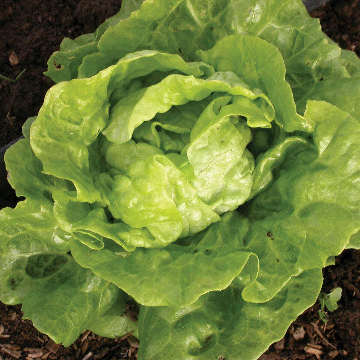Tom Thumb Lettuce Seeds 600+ Non-GMO Vegetable Seeds Lactuca Sativa USA