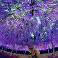 Chinese Wisteria Tree 10 Seeds - Fast Climbing Flowering Vine - Wisteria sinensis