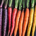 Rainbow Mix Carrot Seeds - 2025 Planting Purple Red Yellow Orange Blend - Daucus carota