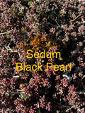 Sedum Black Pearl Ground Cover Plants, 4" Pot, Hardy Succulent Perennial, Sedum spurium, Zones 4-8, Live Starter Plants