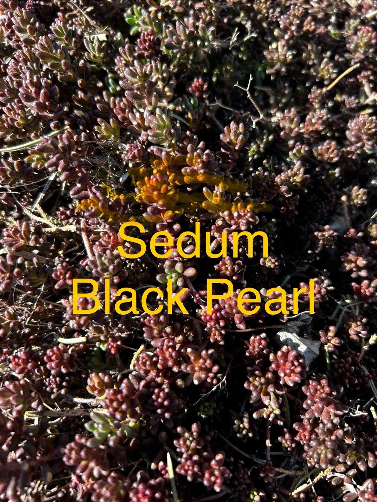 Sedum Black Pearl Ground Cover Plants, 4" Pot, Hardy Succulent Perennial, Sedum spurium, Zones 4-8, Live Starter Plants
