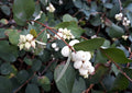 Snowberry Shrub Seeds - 50+ Non-GMO, Native Iowa Variety, Symphoricarpos albus