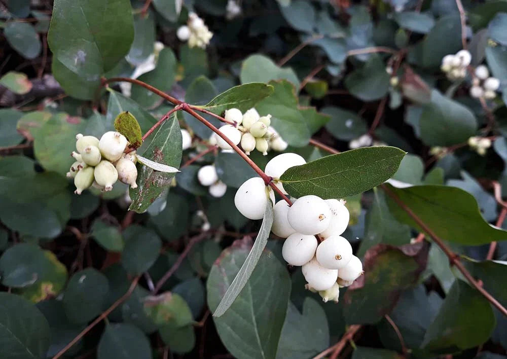 Snowberry Shrub Seeds - 50+ Non-GMO, Native Iowa Variety, Symphoricarpos albus