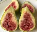 Fig Plant Bundle - 10 Varieties - Edible Figs - Ficus carica