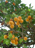 Apricot Tree Cuttings for Rooting - Prunus armeniaca Variety, Healthy Grafting Stock