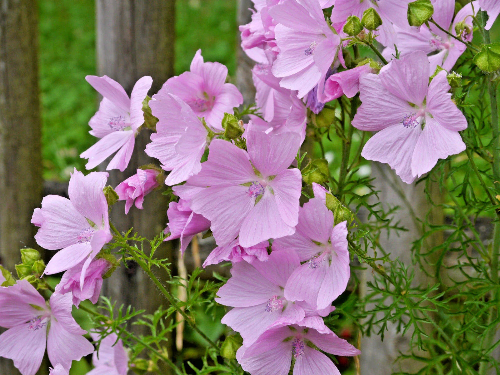 Pink Musk Mallow Seeds - 102 Count - Malva Moschata - Easy to Grow - USA Seller