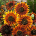 Sunflower Seeds - 100 Count - Earthwalker Variety - Warm Earthy Tones - Non-GMO - Helianthus annuus