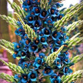 Blue Sapphire Tower Plant Seeds 10+ Seeds Puya alpestris Rare Tropical Succulent