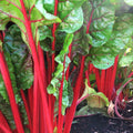 Ruby Red Rhubarb Swiss Chard Seeds | Crimson Silver Beet Spinach | Beta vulgaris | 2025