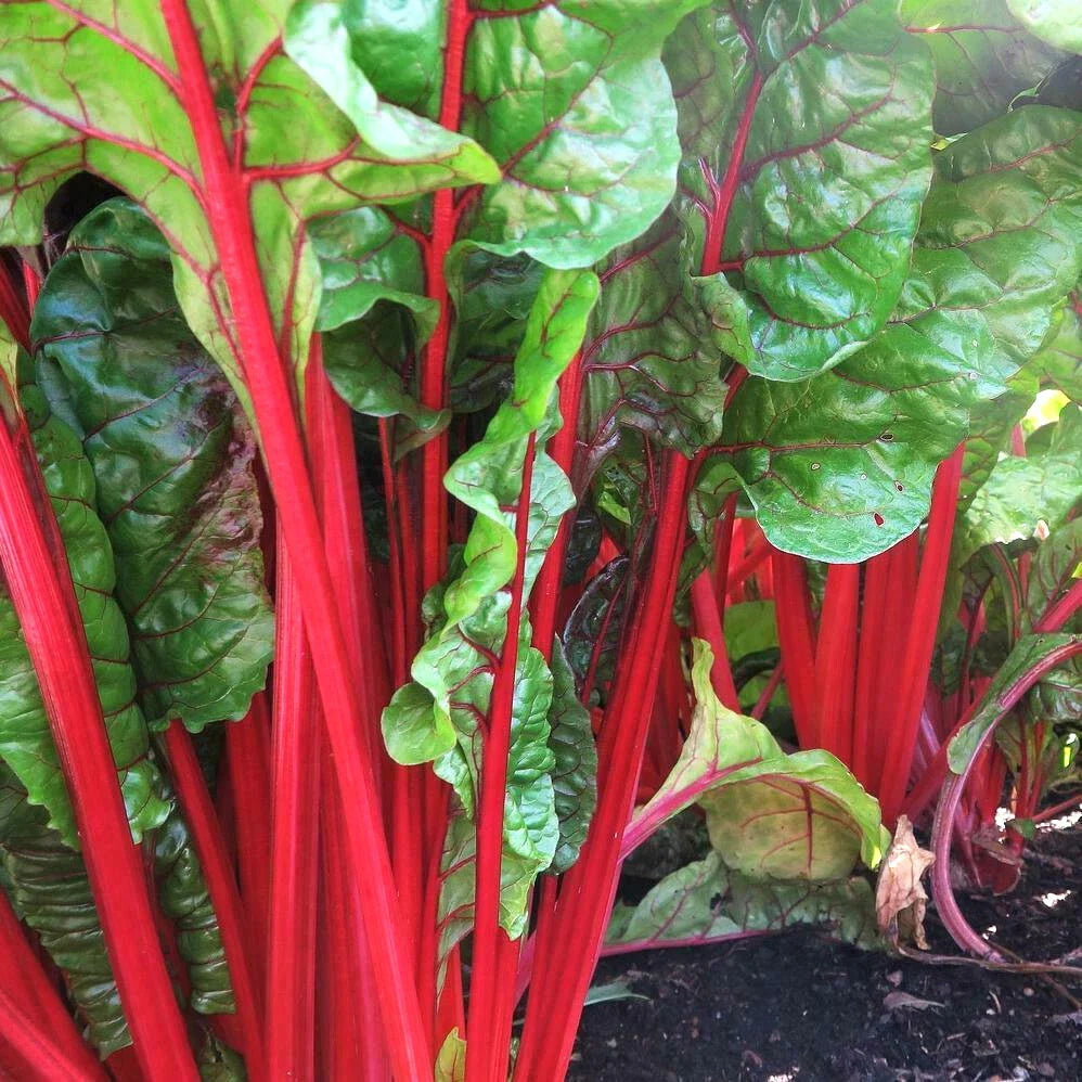 Ruby Red Rhubarb Swiss Chard Seeds | Crimson Silver Beet Spinach | Beta vulgaris | 2025