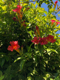 Organic Live Scarlet Trumpet Vine Cuttings, USA, Amphilophium Buccinatorium, 6-inch Stems, Climbing Plant