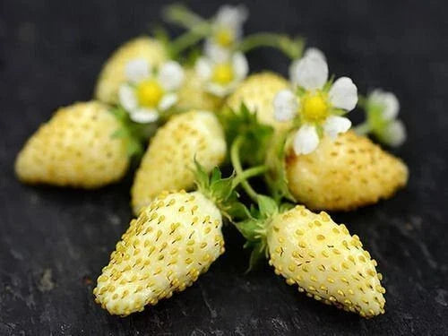 Yellow Wonder Strawberry Seeds - 50 Non-GMO Seeds for Planting - Fragaria x ananassa
