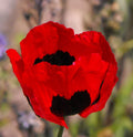 Turkish Tulip Poppy Seeds - Red & Black Huge Flowers, Non-GMO, 1000 Seeds - Papaver glaucum