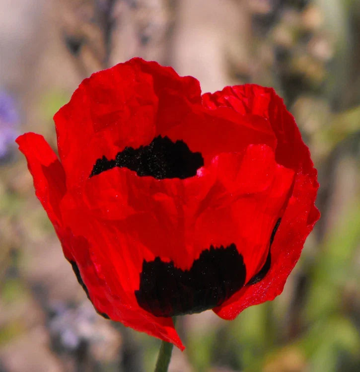 Turkish Tulip Poppy Seeds - Red & Black Huge Flowers, Non-GMO, 1000 Seeds - Papaver glaucum