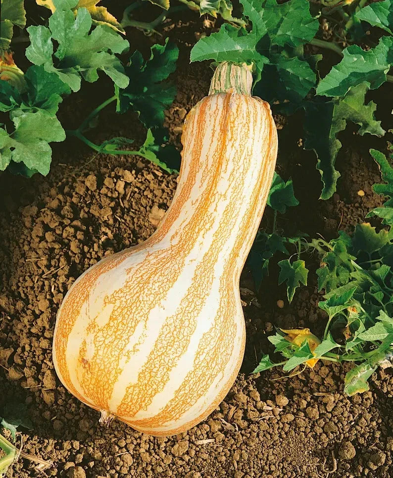 Orange Striped Cushaw Squash Seeds - Organic USA Seeds - 10 Pack - Cucurbita maxima