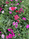 Sweet William Flower Seeds - 100 Pack - Organic Non-GMO Medicinal Edible Herb for Bee Garden