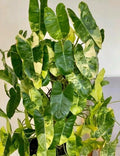 Variegated Burle Marx Philodendron Cutting | Air Roots with Nodes | Indoor House Plant | Philodendron 'Burle Marx'