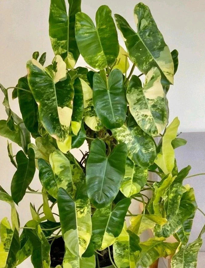 Variegated Burle Marx Philodendron Cutting | Air Roots with Nodes | Indoor House Plant | Philodendron 'Burle Marx'