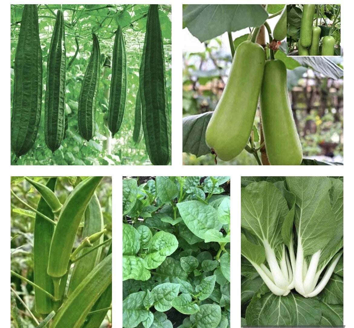 Asian Vegetable Seeds Bundle - 10 Packets Non-GMO Heirloom Varieties - Organic Vegetable Seeds for Garden