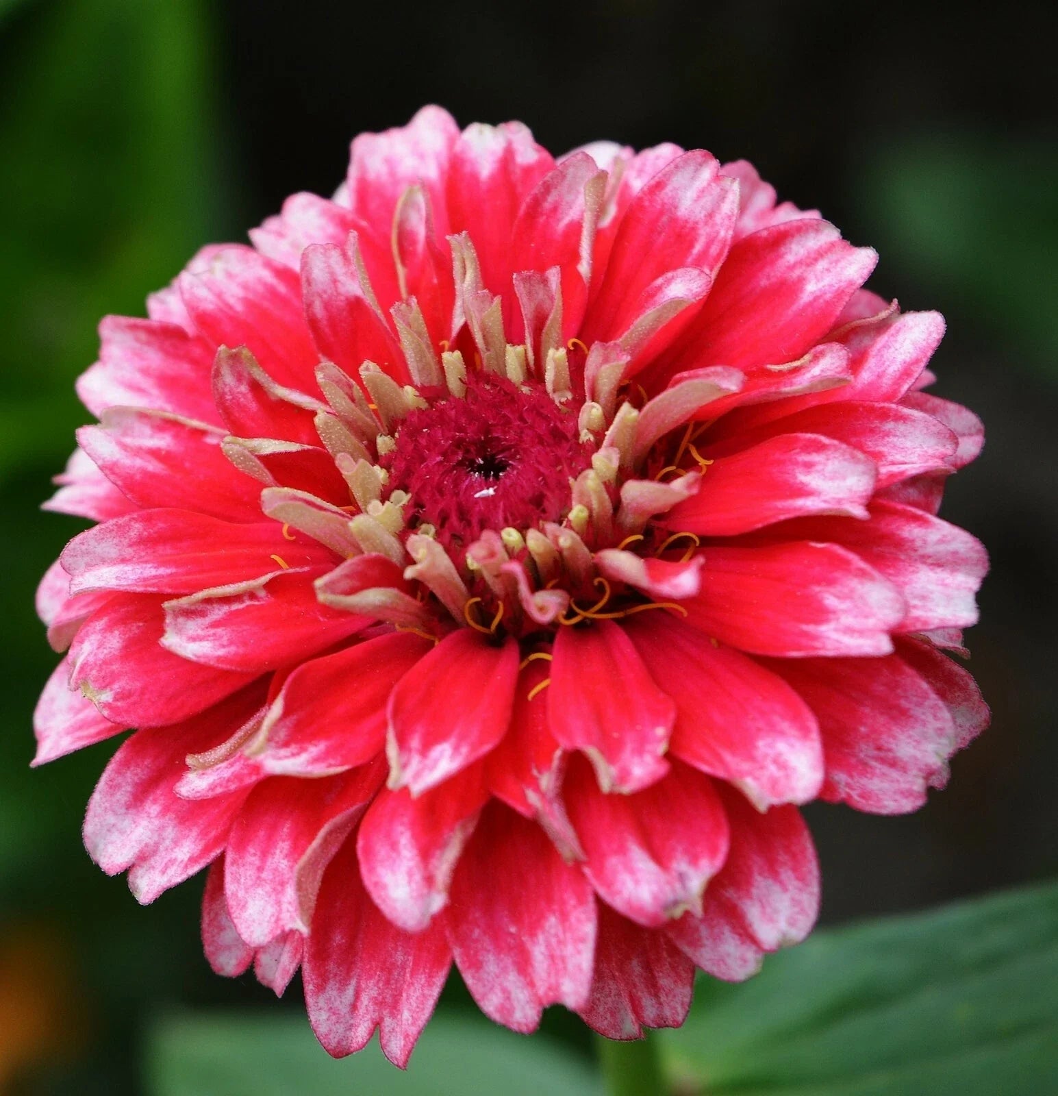 Zinnia Seeds - Ice Queen Bi-Colored Petals - 25+ Seeds - Zinnia elegans - Free US Shipping
