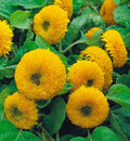 Dwarf Sungold Double Sunflower Seeds - 50+ Non-GMO Seeds - Helianthus annuus
