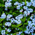 Forget Me Nots Seeds - 500 Non-GMO Blue Perennial Cut Flowers - Myosotis spp - Spring Blooms