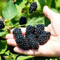 Prime-Ark Freedom Blackberry Plant, Bare Root, Floricane Edible Fruit, Rubus spp. - High Antioxidant Yield, Easy Care, Full Sun