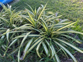 Dwarf Pandanus Live Rooted Cutting, Pandanus baptistii, Indoor Plant, Tropical Greenery, Easy Care Houseplant
